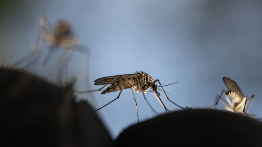 চিকুনগুনিয়ার উপসর্গ কী, আক্রান্ত হলে কী করবেন